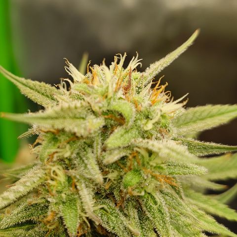 Gorilla Cookies Auto growlog timeline photo