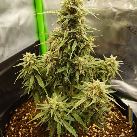Gorilla Cookies Auto growlog timeline photo
