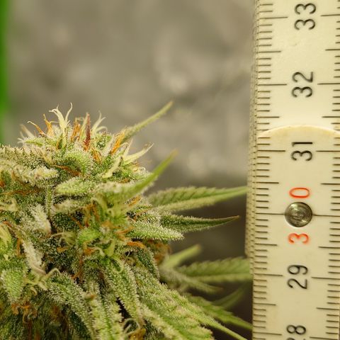 Gorilla Cookies Auto growlog timeline photo