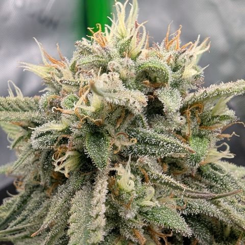 Gorilla Cookies Auto growlog timeline photo