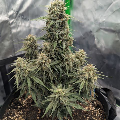 Gorilla Cookies Auto growlog timeline photo