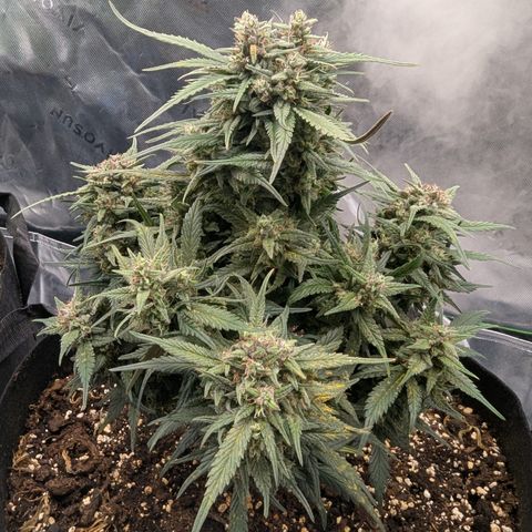 Strawberry Gorilla Auto growlog timeline photo