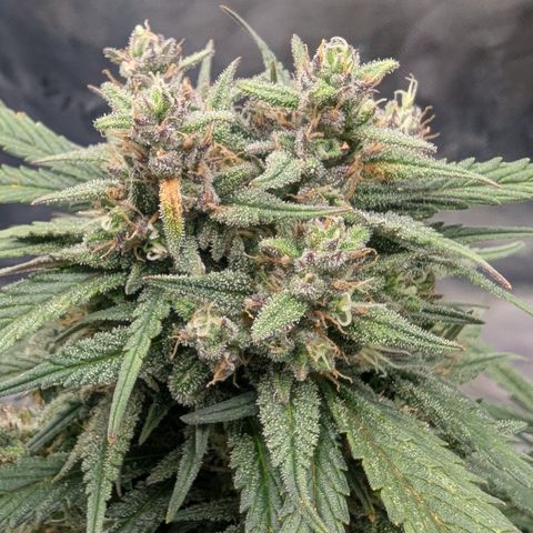 Strawberry Gorilla Auto growlog timeline photo