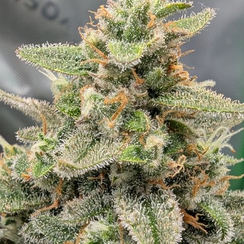 Papaya Cookies Auto growlog timeline photo