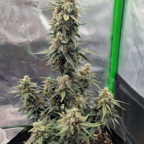 Papaya Cookies Auto growlog timeline photo