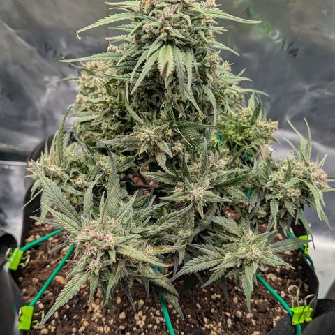 Strawberry Gorilla Auto growlog timeline photo
