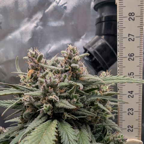 Strawberry Gorilla Auto growlog timeline photo