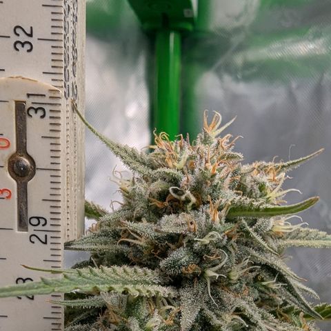 Gorilla Cookies Auto growlog timeline photo