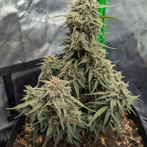 Gorilla Cookies Auto growlog timeline photo