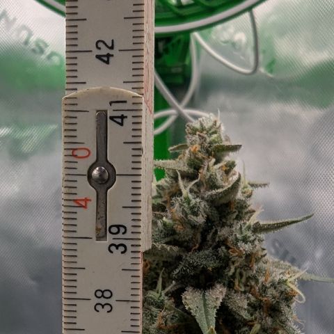 Papaya Cookies Auto growlog timeline photo