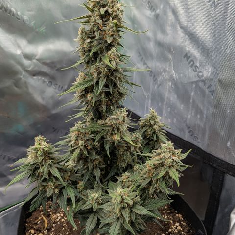 Papaya Cookies Auto growlog timeline photo