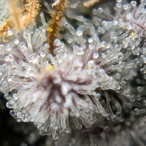 Tyson growlog timeline photo