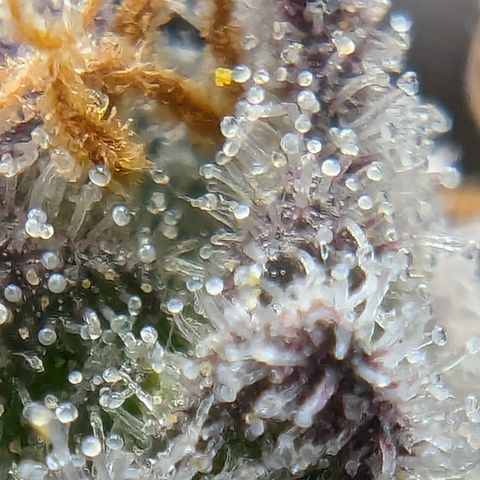 Tyson growlog timeline photo