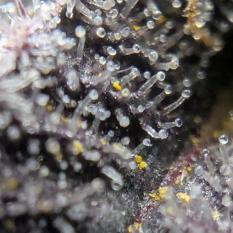 Tyson growlog timeline photo