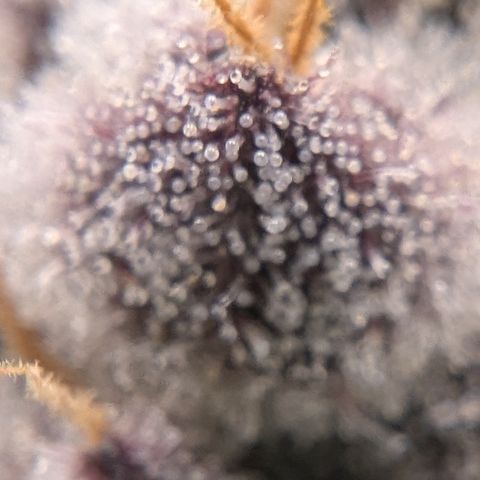 Tyson growlog timeline photo