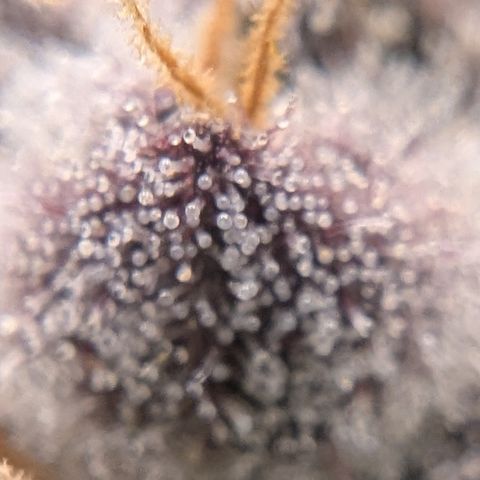 Tyson growlog timeline photo