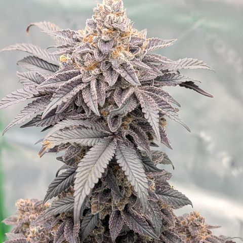 Tyson growlog timeline photo