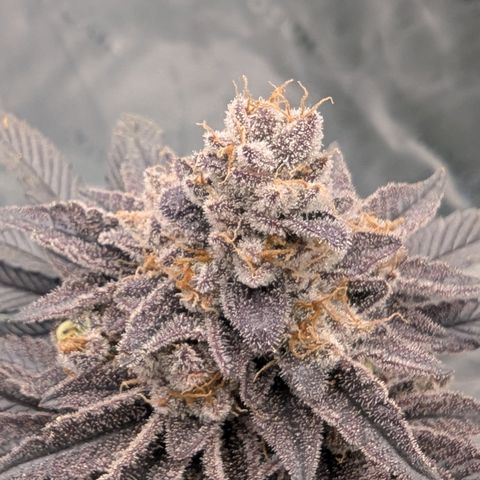 Tyson growlog timeline photo