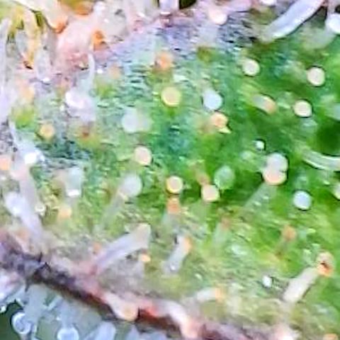 Papaya Cookies Auto growlog timeline photo
