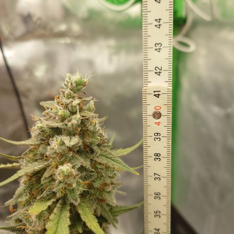 Papaya Cookies Auto growlog timeline photo