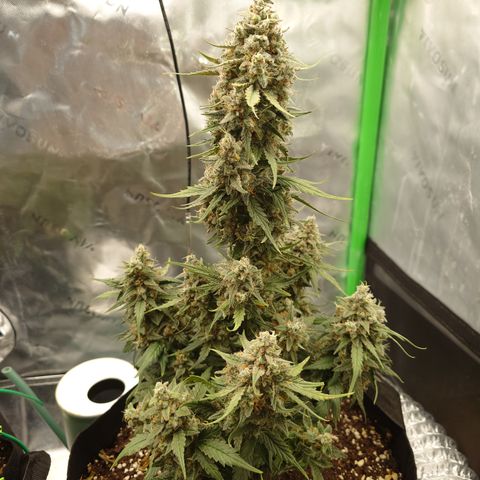 Papaya Cookies Auto growlog timeline photo