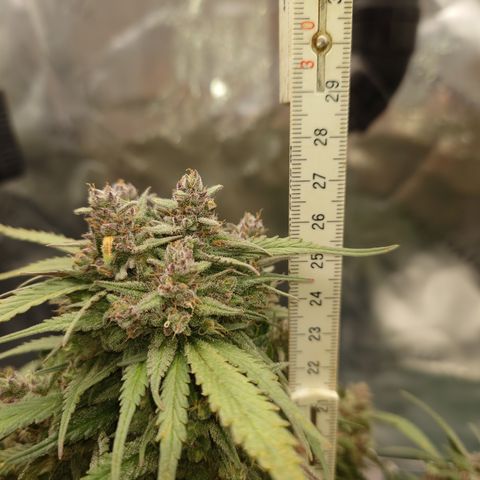 Strawberry Gorilla Auto growlog timeline photo
