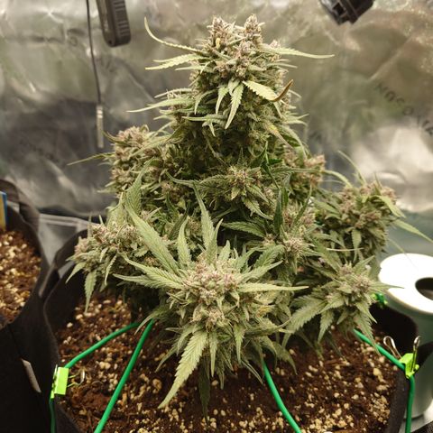 Strawberry Gorilla Auto growlog timeline photo