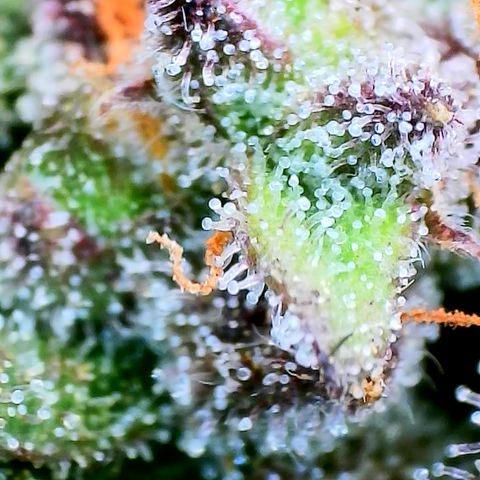 Strawberry Gorilla Auto growlog timeline photo