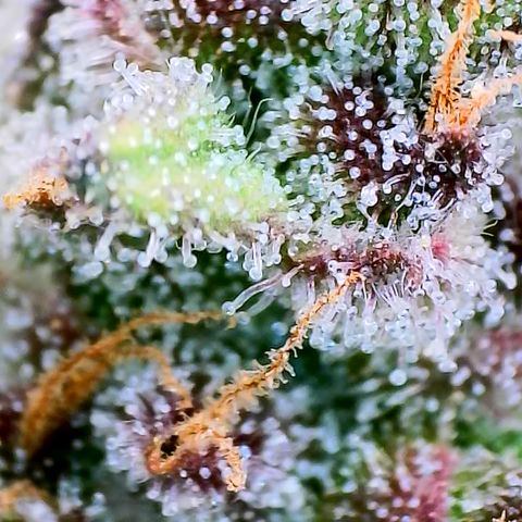 Strawberry Gorilla Auto growlog timeline photo