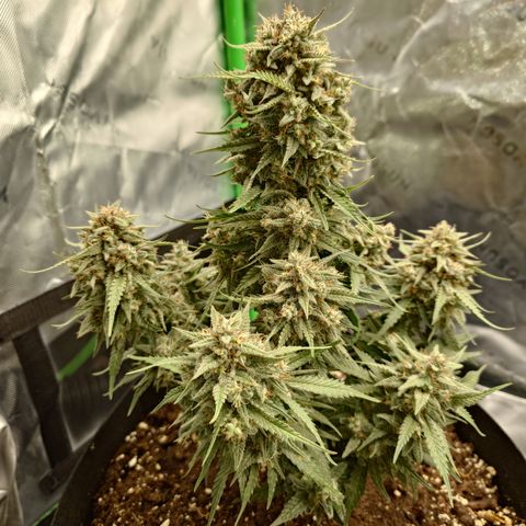 Gorilla Cookies Auto growlog timeline photo