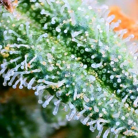 Gorilla Cookies Auto growlog timeline photo