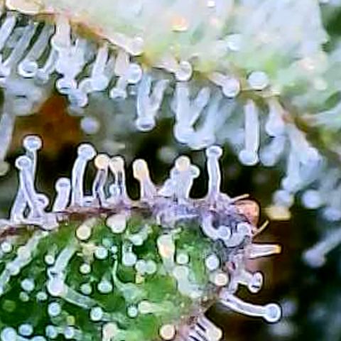 Gorilla Cookies Auto growlog timeline photo
