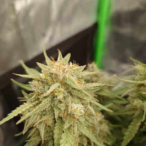 Gorilla Cookies Auto growlog timeline photo