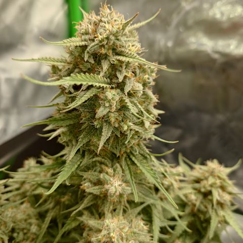 Gorilla Cookies Auto growlog timeline photo