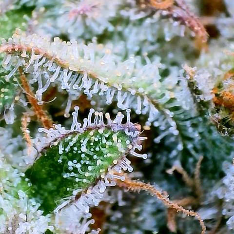 Gorilla Cookies Auto growlog timeline photo