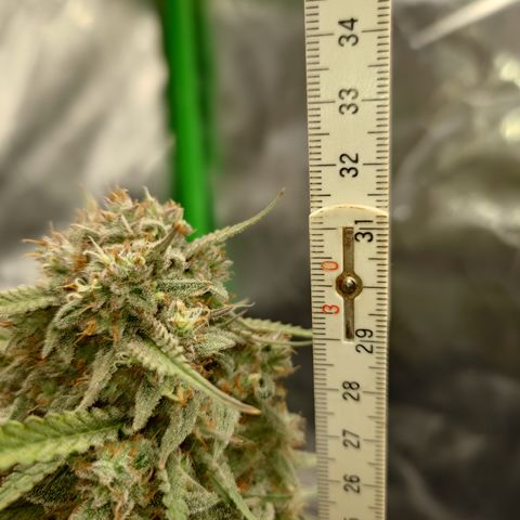 Gorilla Cookies Auto growlog timeline photo