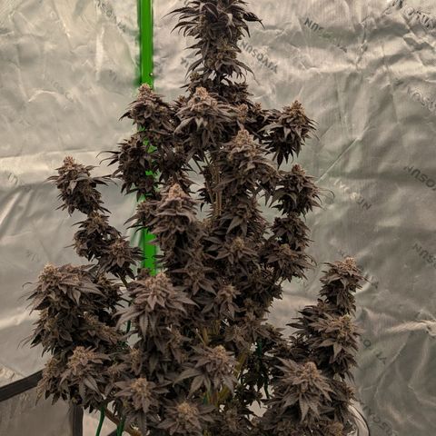 Tyson growlog timeline photo