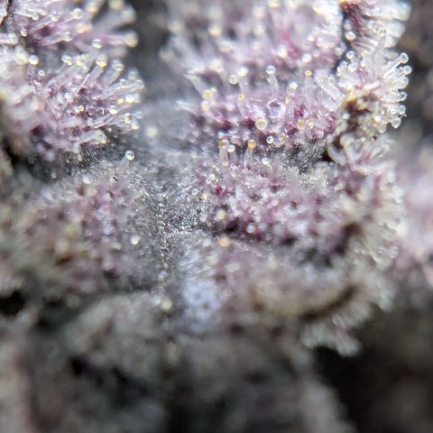 Tyson growlog photo: Ready 
