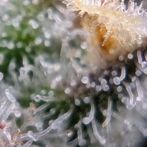 Papaya Cookies Auto growlog timeline photo