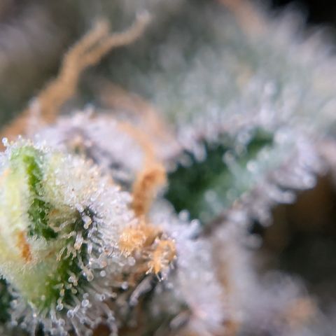 Papaya Cookies Auto growlog timeline photo