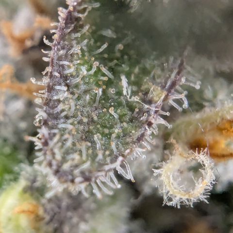 Papaya Cookies Auto growlog timeline photo