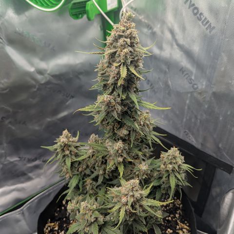 Papaya Cookies Auto growlog timeline photo