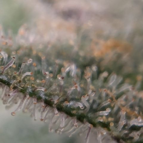 Papaya Cookies Auto growlog timeline photo