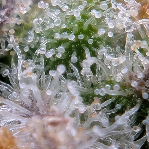 Papaya Cookies Auto growlog timeline photo