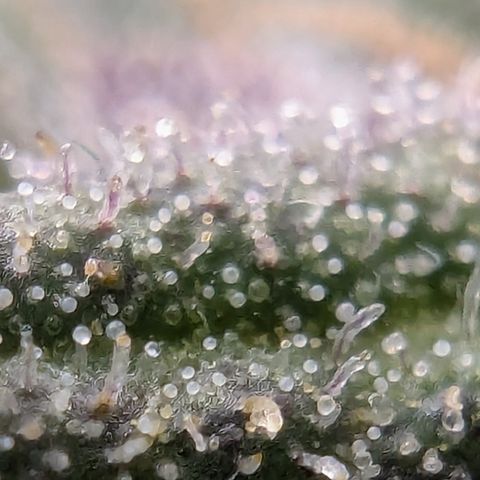 Strawberry Gorilla Auto growlog photo: Ca. 2 days more 