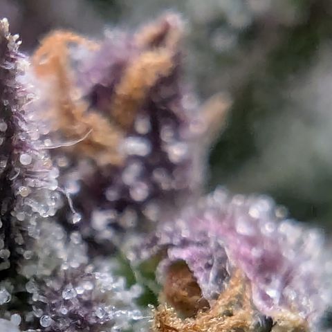 Strawberry Gorilla Auto growlog photo: Ca. 2 days more 