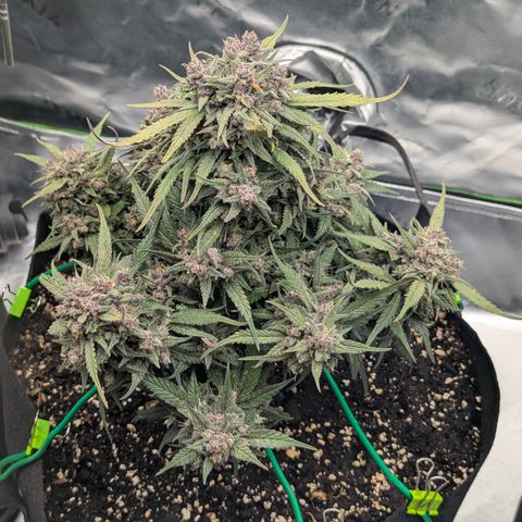 Strawberry Gorilla Auto growlog photo: Ca. 2 days more 