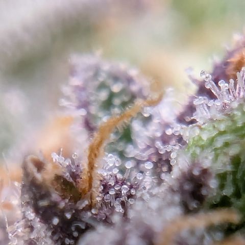 Strawberry Gorilla Auto growlog photo: Ca. 2 days more 