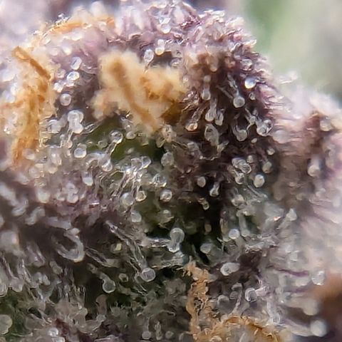 Strawberry Gorilla Auto growlog photo: Ca. 2 days more 