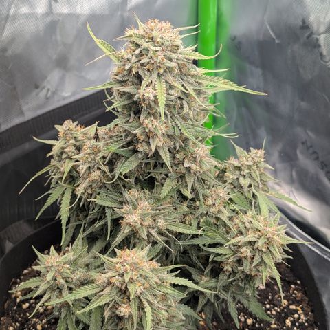 Gorilla Cookies Auto growlog timeline photo